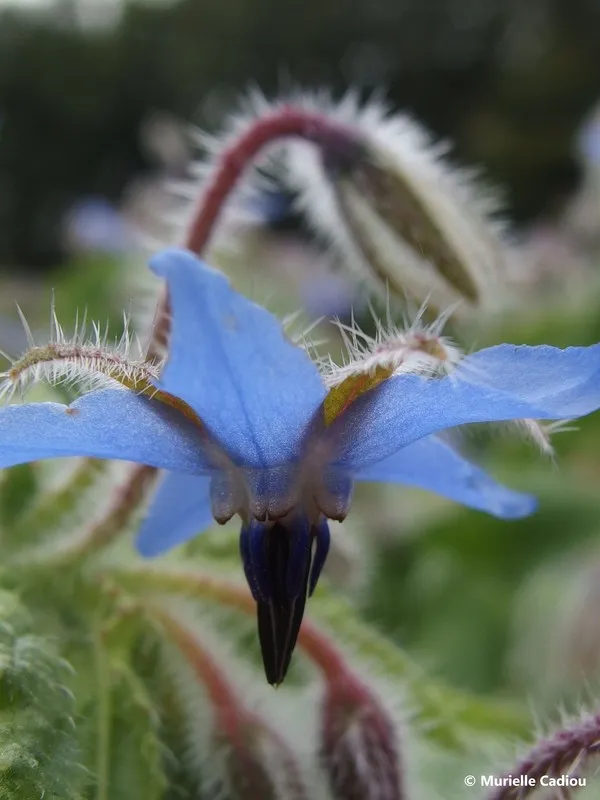Plantes annuelles ou vivaces Visuel